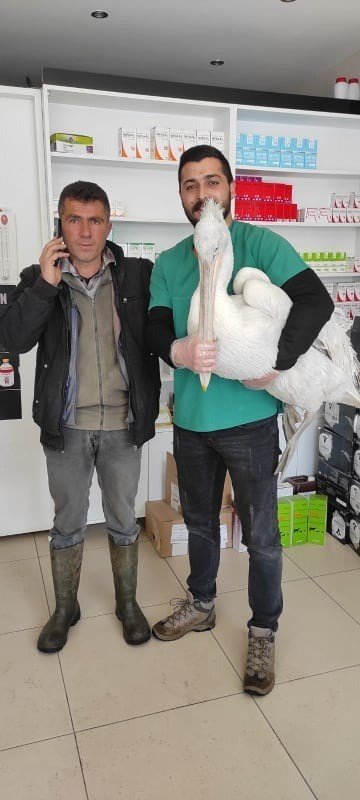 Üzüm Bağına Düşen Pelikana Sahip Çıktılar