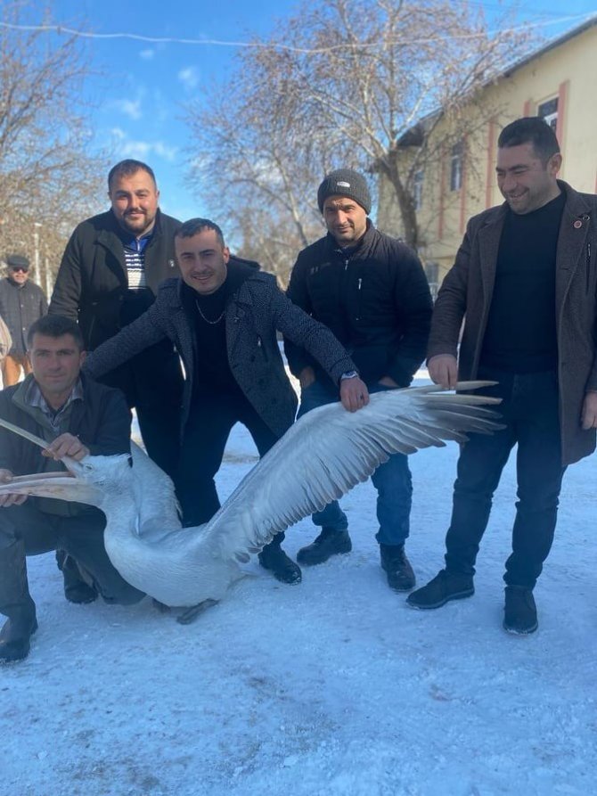 Üzüm Bağına Düşen Pelikana Sahip Çıktılar