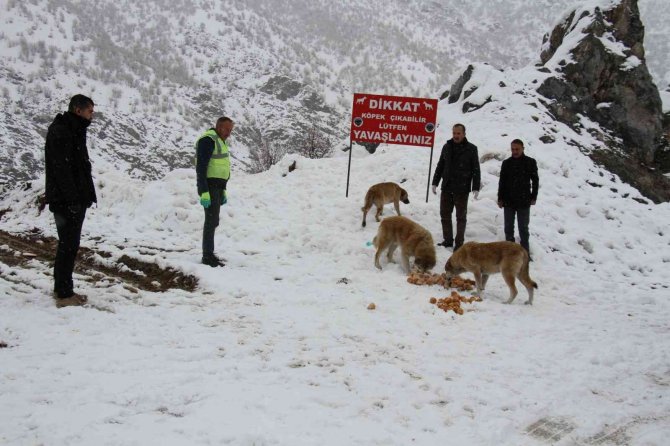 Şemdinli’de Sokak Hayvanları Unutulmadı