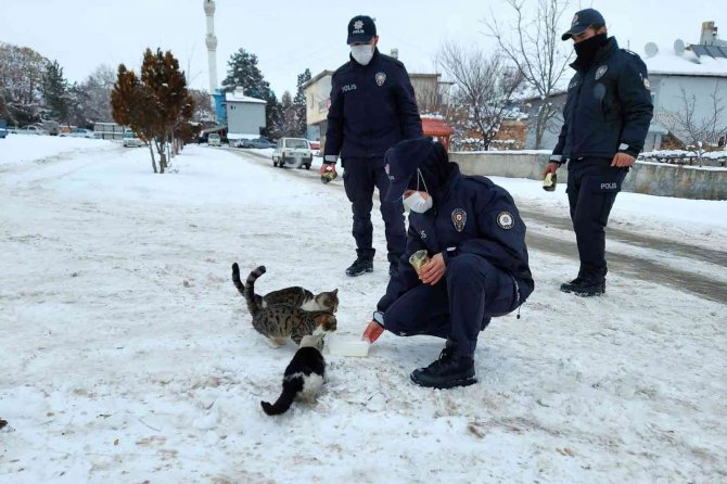 Sokak Hayvanlarına Polis Şefkati