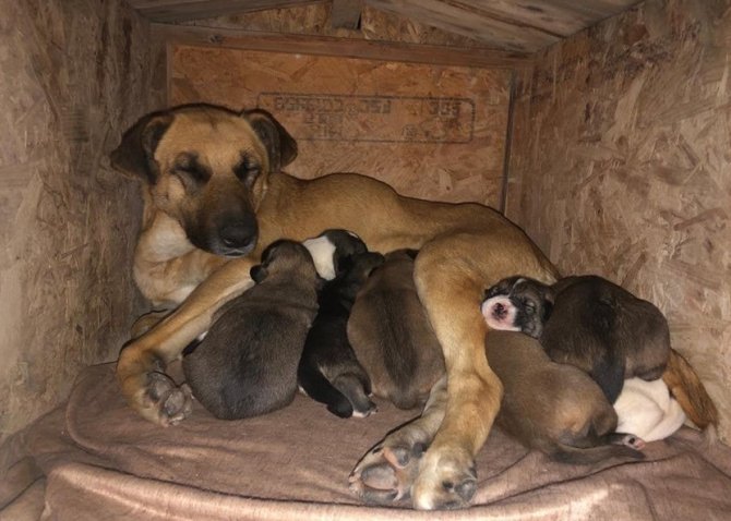Nevü Öğrencileri Yeni Doğum Yapan Köpeğe Ve Yavrularına Sahip Çıktı