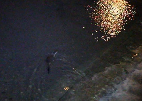 Su Samuru Ailesi Yiyecek Ararken Objektiflere Yakalandı