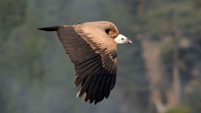 Karahisar Kalesi’nin Zirvesinden Çekilen Kuş Fotoğrafları Büyük İlgi Gördü