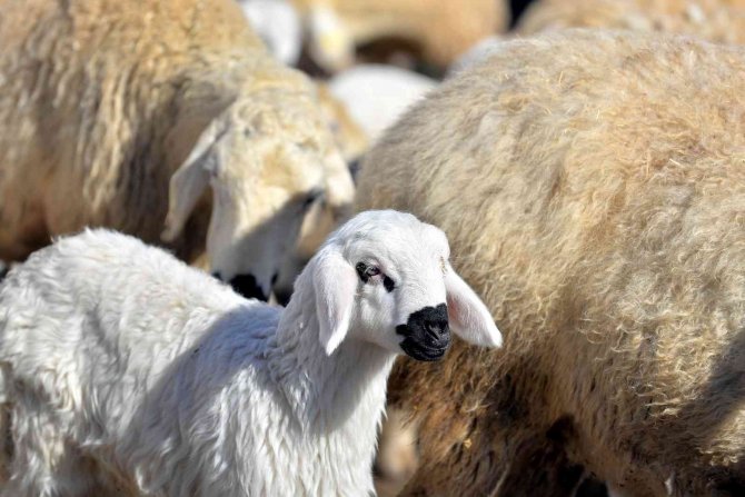 Koyunların Kuzulama Dönemi Başladı