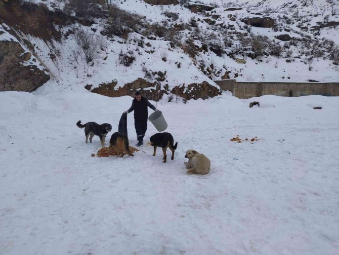 Hakkari’de Sokak Hayvanları İçin Doğaya Yiyecek Bırakıldı