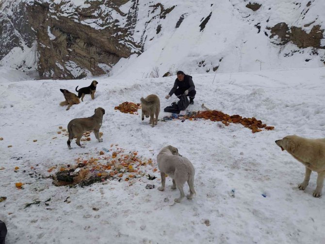 Hakkari’de Sokak Hayvanları İçin Doğaya Yiyecek Bırakıldı