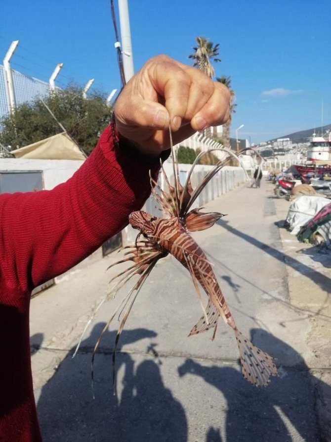 Zehirli Aslan Balığı Kuşadası’nda Yakalandı