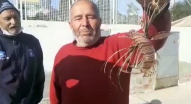 Zehirli Aslan Balığı Kuşadası’nda Yakalandı