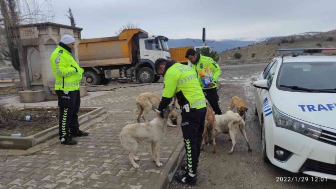 Trafik Polisleri Sokak Köpeklerini Elleriyle Besledi