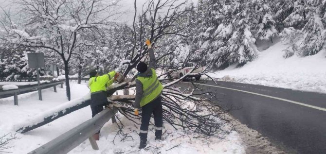 Kırılan Ağaç Dalları Toplanıyor