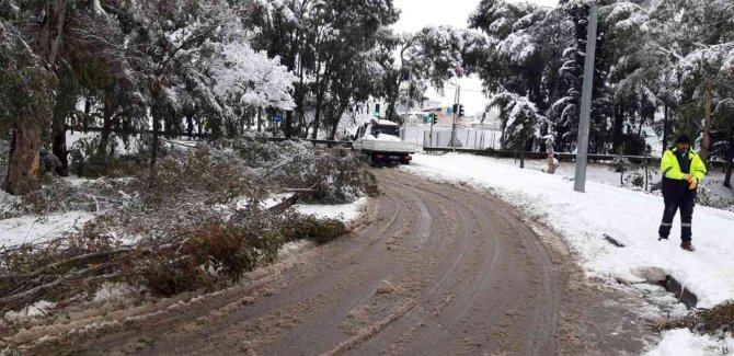 Kırılan Ağaç Dalları Toplanıyor