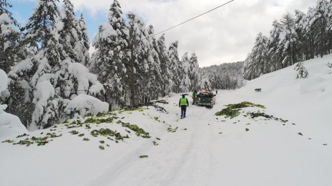 Soğuk Havada Karlı Yollar Yaban Hayvanları İçin Aşıldı