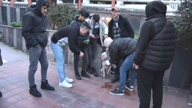 Sahipsiz Pitbull Köpek Sokak Köpeğiyle Boğuştu, Vatandaş Seferber Oldu