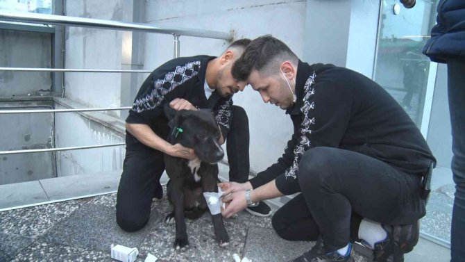 Sahipsiz Pitbull Köpek Sokak Köpeğiyle Boğuştu, Vatandaş Seferber Oldu