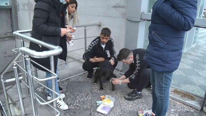 Sahipsiz Pitbull Köpek Sokak Köpeğiyle Boğuştu, Vatandaş Seferber Oldu