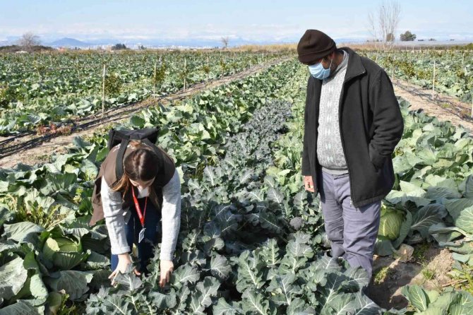 Tarsus Belediyesinin Çiftçilere Ücretsiz Dağıttığı Fideler Meyve Vermeye Başladı