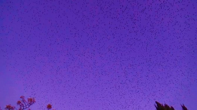 Gökyüzünün Kızıllığı Eşliğinde Muhteşem Dans
