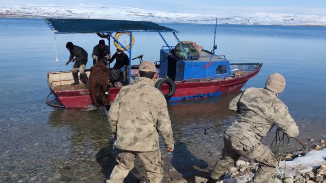 Ekipler, Adada Mahsur Kalan Ve Ölmek Üzere Olan Yılkı Atlarını Kurtarmak İçin Seferber Oldu