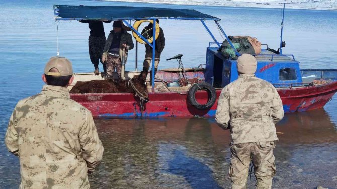 Ekipler, Adada Mahsur Kalan Ve Ölmek Üzere Olan Yılkı Atlarını Kurtarmak İçin Seferber Oldu