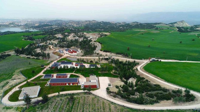 Büyükşehir 3 Yılda 50 Bin 576 Sokak Hayvanını Misafir Etti