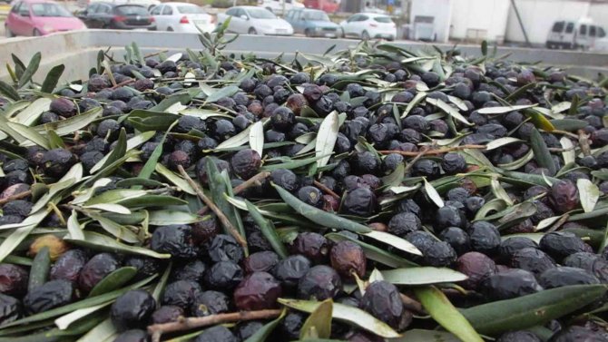 Balıkesir’de Zeytinyağı Çiftçinin Yüzünü Güldürdü