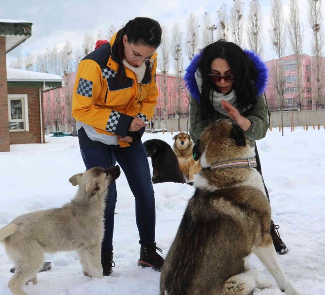 Van Büyükşehir Belediyesi Sokak Köpeklerini ’Mikroçip’ İle Kayıt Altına Alıyor
