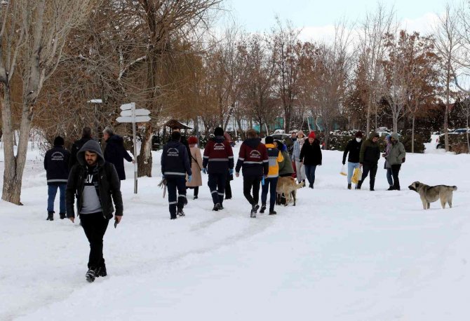 Van Büyükşehir Belediyesi Sokak Köpeklerini ’Mikroçip’ İle Kayıt Altına Alıyor