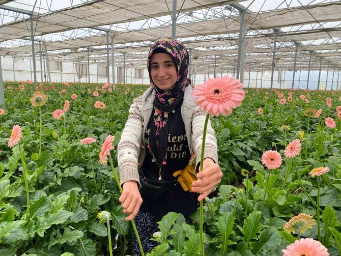 Topraksız Serada Ürettiği Gerbera Çiçeğini Yurt Dışına İki Katı Fiyata Satıyor