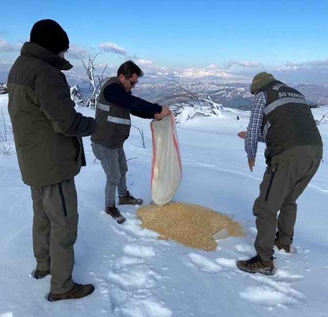 Aydın’da Yaban Hayvanları Unutulmadı