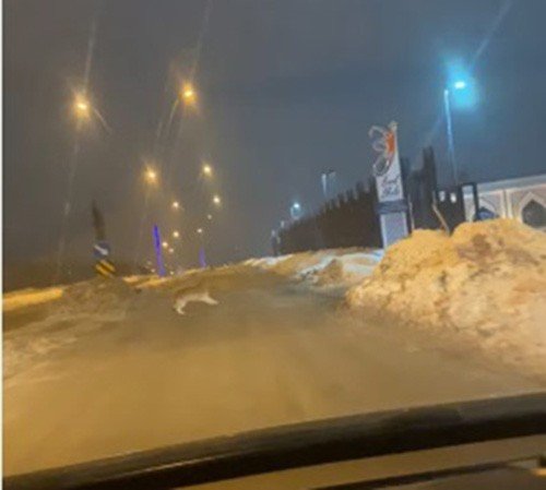 Elazığ’da Aç Kalan Kurt Şehir Merkezine İndi