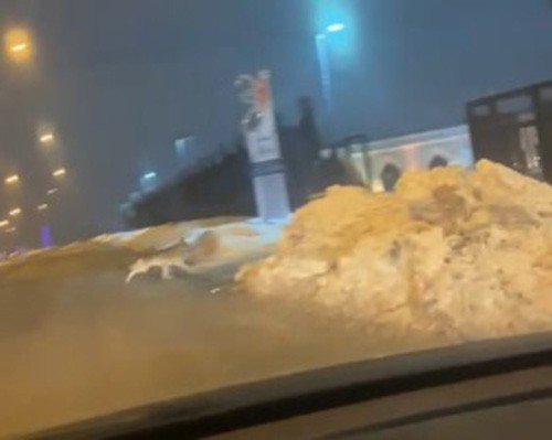 Elazığ’da Aç Kalan Kurt Şehir Merkezine İndi