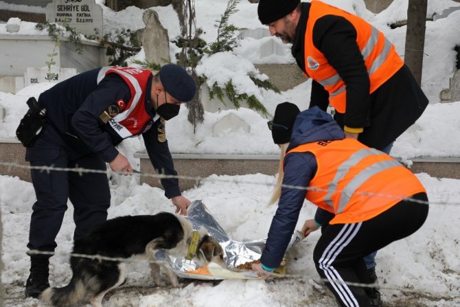 Sokak Hayvanları İçin El Birliği
