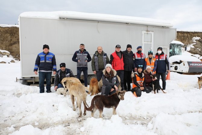 Sokak Hayvanları İçin El Birliği