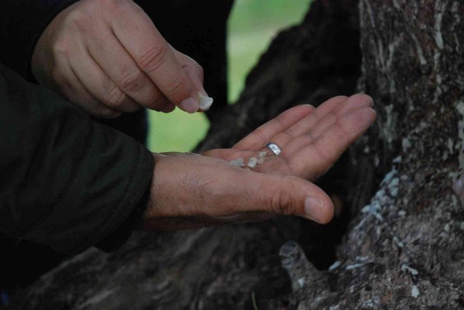 “Çeşme Sakızı, Ağızda Sakız Olmasın”