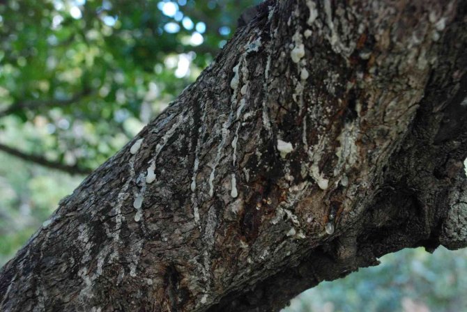 “Çeşme Sakızı, Ağızda Sakız Olmasın”