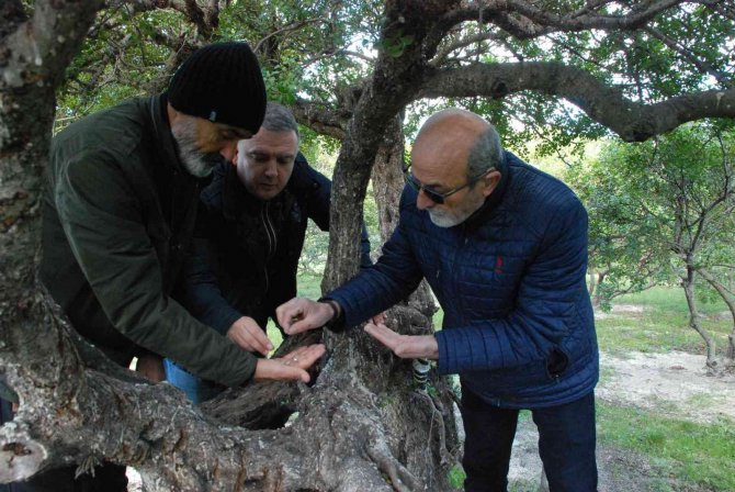 “Çeşme Sakızı, Ağızda Sakız Olmasın”