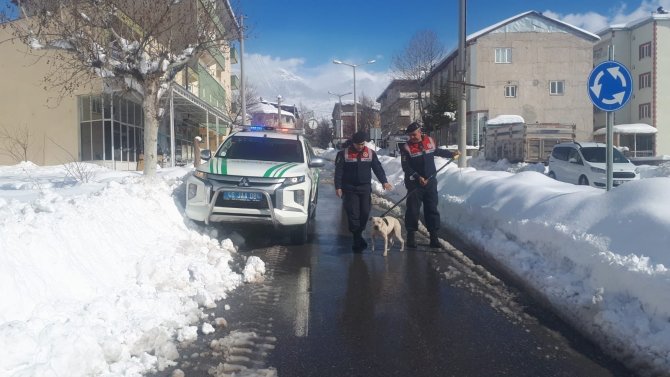 Sokağa Terk Edilen Pitbull Barınağa Teslim Edildi