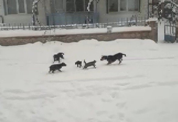 Konya’da Kedi Ve Köpeklerin Yiyecek Kavgası Kamerada