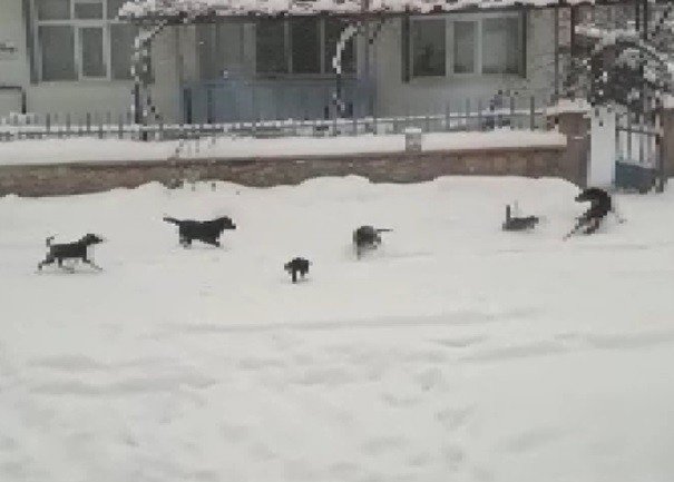 Konya’da Kedi Ve Köpeklerin Yiyecek Kavgası Kamerada