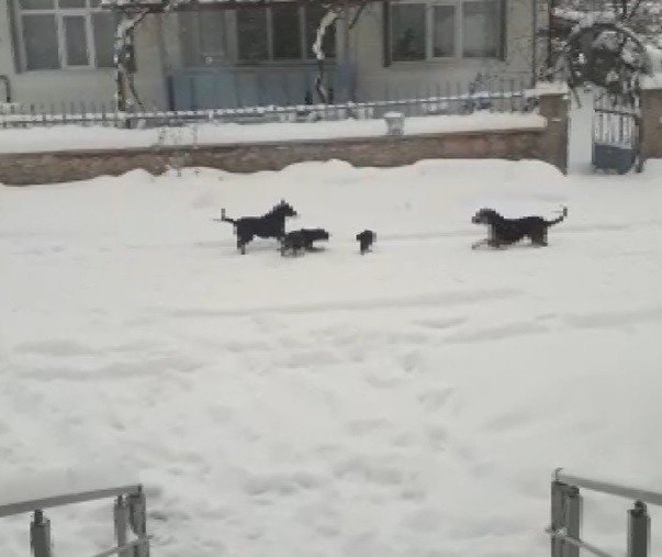 Konya’da Kedi Ve Köpeklerin Yiyecek Kavgası Kamerada