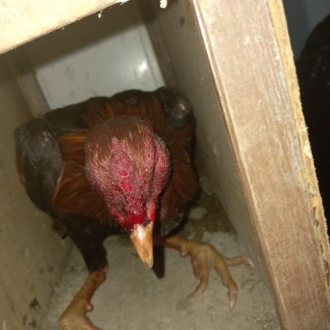 Fethiye’de Horoz Dövüşü Operasyonu: 8 Kişi Yakalandı