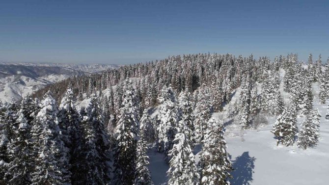 Karadeniz Yaylalarından Kar Manzaraları