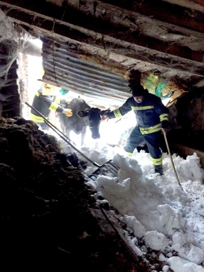 Çatısı Çöken Ahırda Kalan Hayvanları İtfaiye Kurtardı