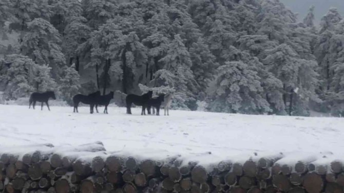 Vahşi Yılkı Atlarına Karda Yem Desteği