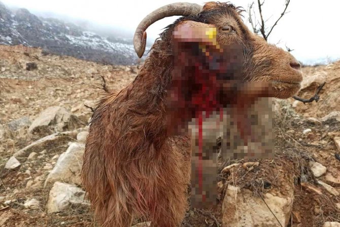 Siirt’te Kurt Sürüsü Ahıra Saldırdı: 3 Keçi Telef Olurken, 5 Keçi Yaralandı