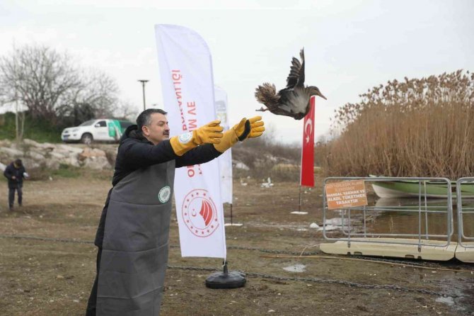 Bakan Pakdemirli Göle Ördek Saldı