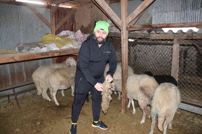 Köpeklerin Telef Ettiği Koyunların Öksüz Kalan Kuzularına Biberon İle Çocuğu Gibi Bakıyor