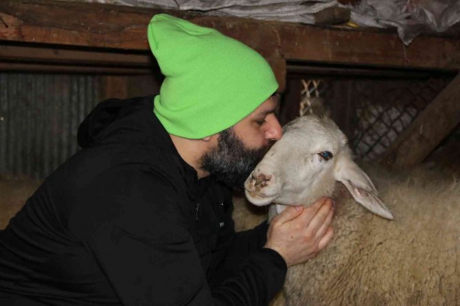 Köpeklerin Telef Ettiği Koyunların Öksüz Kalan Kuzularına Biberon İle Çocuğu Gibi Bakıyor