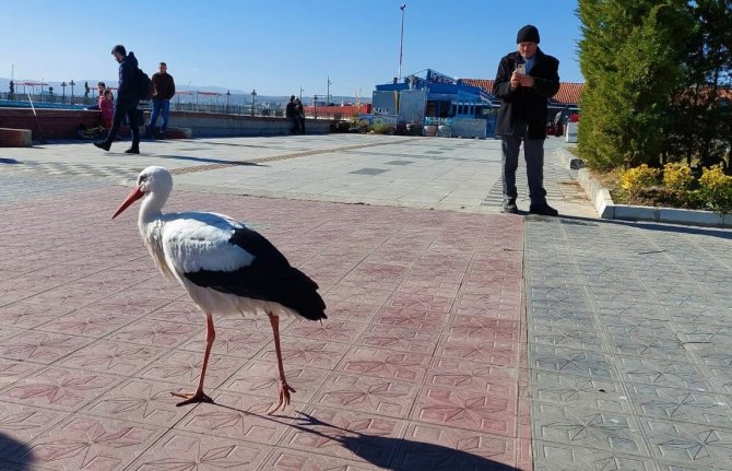 Bu Leylek Uçmayı Unuttu: Her Yere Yürüyerek Gidiyor