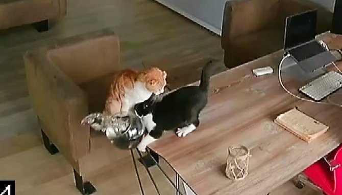 Yaramaz Kedilerin Balıklarla Oyunu Pahalıya Mal Oldu
